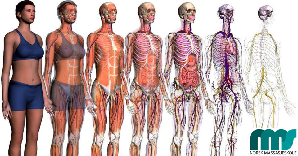 Massasjeterapi